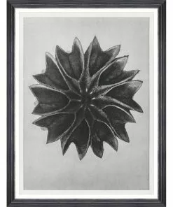 Mind The Gap Framed Art LIME MALLOW BY KARL BLOSSFELDT
