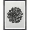 Mind The Gap Framed Art SAXIFRAGA AIZOON BY KARL BLOSSFELDT 2 Mind The Gap Framed Art SAXIFRAGA AIZOON BY KARL BLOSSFELDT