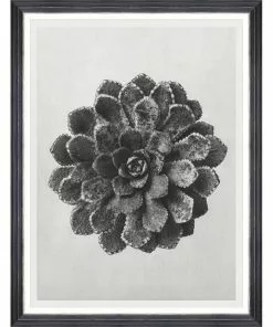 Mind The Gap Framed Art SAXIFRAGA AIZOON BY KARL BLOSSFELDT