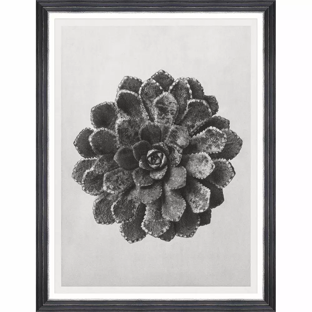 Mind The Gap Framed Art SAXIFRAGA AIZOON BY KARL BLOSSFELDT 3 Mind The Gap Framed Art SAXIFRAGA AIZOON BY KARL BLOSSFELDT
