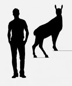 Ibride Horace Wall Shelves Homeware