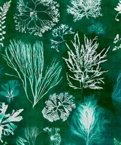 Mind The Gap Algae Moss Wallpaper Blue Skies Ahead