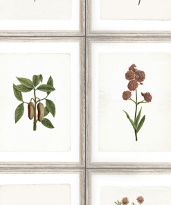 Mind The Gap Botany Wallpaper Les Jardins Royaux