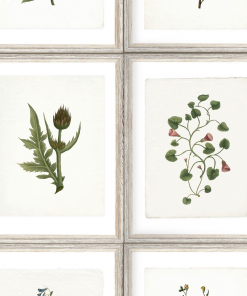 Mind The Gap Botany Wallpaper Les Jardins Royaux