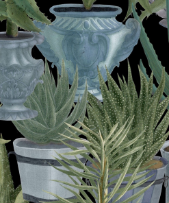 Mind The Gap Havana Tropicana Echeveria Wallpaper