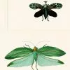 Mind The Gap Entomology Green Wallpaper