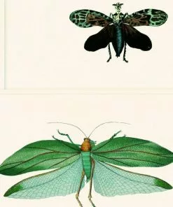 Mind The Gap Entomology Green Wallpaper