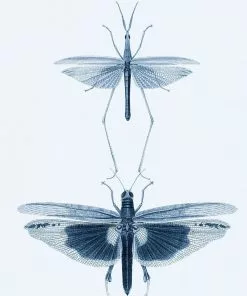 Mind The Gap Entomology Wallpaper Wallpaper & Paint