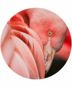 BN Memphis To Miami Wallpaper Circles Pretty Pink Flamingo