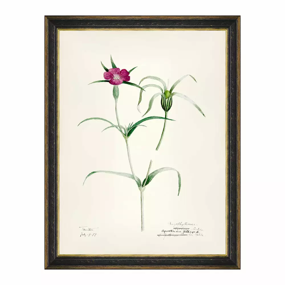 Mind The Gap MTG FRAMED ART AQUAFLORA - Watercolour Prints 6 Mind The Gap MTG FRAMED ART AQUAFLORA - Watercolour Prints