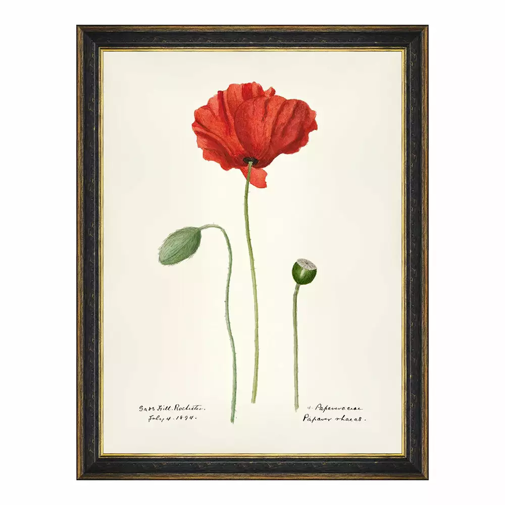 Mind The Gap MTG FRAMED ART AQUAFLORA - Watercolour Prints 9 Mind The Gap MTG FRAMED ART AQUAFLORA - Watercolour Prints