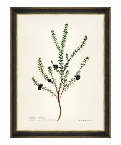 Mind The Gap MTG FRAMED ART AQUAFLORA - Watercolour Prints 18 Mind The Gap MTG FRAMED ART AQUAFLORA - Watercolour Prints