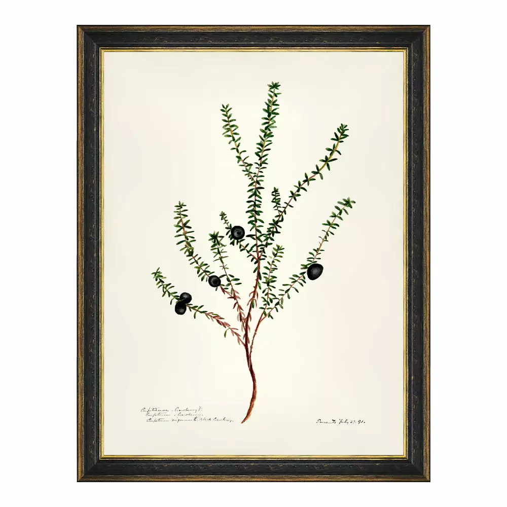 Mind The Gap MTG FRAMED ART AQUAFLORA - Watercolour Prints 10 Mind The Gap MTG FRAMED ART AQUAFLORA - Watercolour Prints