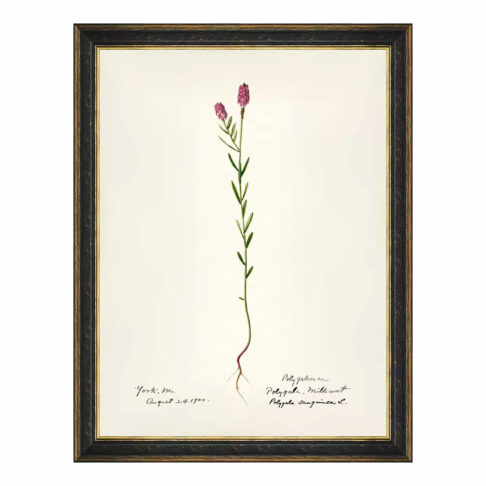 Mind The Gap MTG FRAMED ART AQUAFLORA - Watercolour Prints 11 Mind The Gap MTG FRAMED ART AQUAFLORA - Watercolour Prints