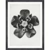 Mind The Gap Framed Art COMMON MILKWEED BY KARL BLOSSFELDT