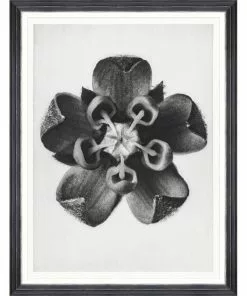 Mind The Gap Framed Art COMMON MILKWEED BY KARL BLOSSFELDT