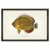 Mind The Gap Kapuhili Fish Wall Art