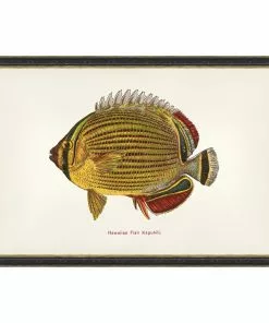 Mind The Gap Kapuhili Fish Wall Art