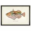 Mind The Gap Havana Tropicana Nakunuku Fish Wall Art 2 Mind The Gap Havana Tropicana Nakunuku Fish Wall Art
