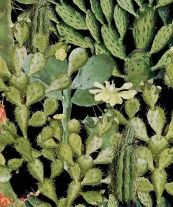 Mind The Gap Opuntia Anthracite Wallpaper Havana Tropicana