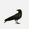 Folk Couture Ibride Gustav - From A Series Of Six Decorative Ravens