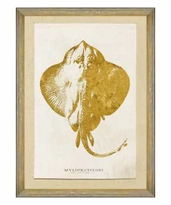 Mind The Gap Sea Life Myliobatoidei Wall Art
